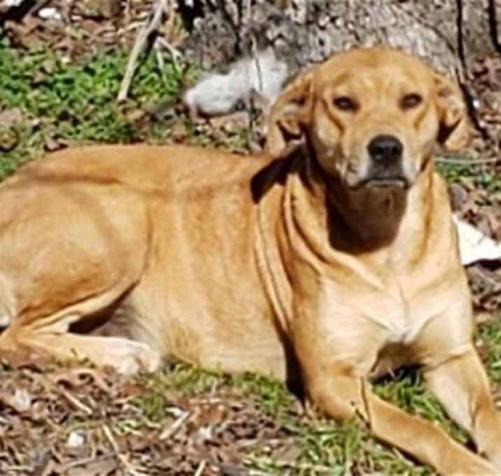 Photo of Goldie C.