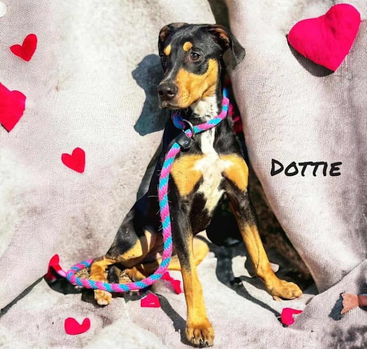 Photo of Dottie