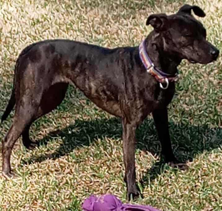 Photo of Clementine (Clemy)