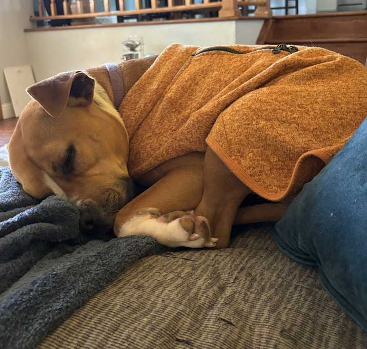 Photo of Scooter