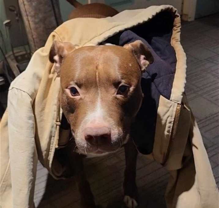 Photo of ZEKE (COURTESY POST)