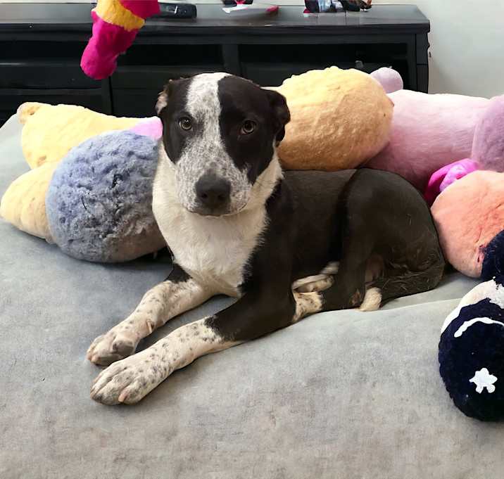Photo of Remo
