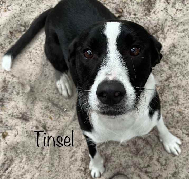 Photo of Tinsel