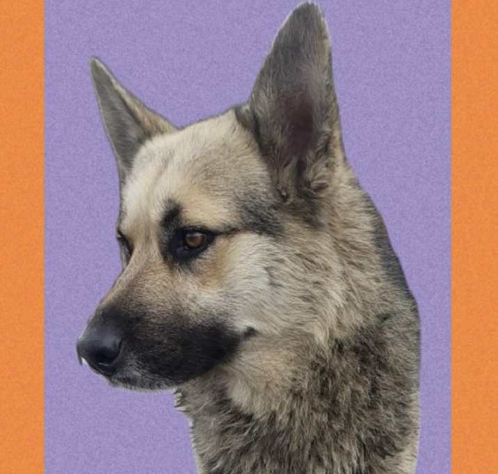 Photo of Lobo