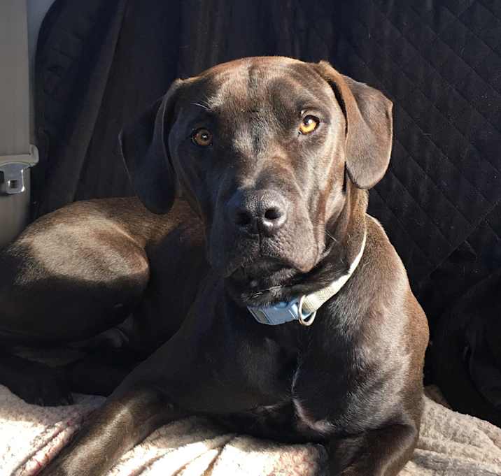 Photo of Browny