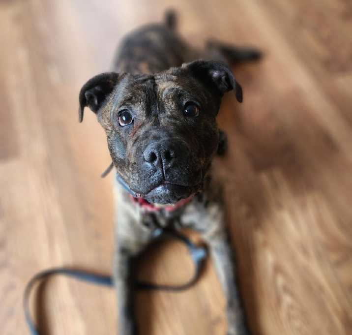 Photo of Stella