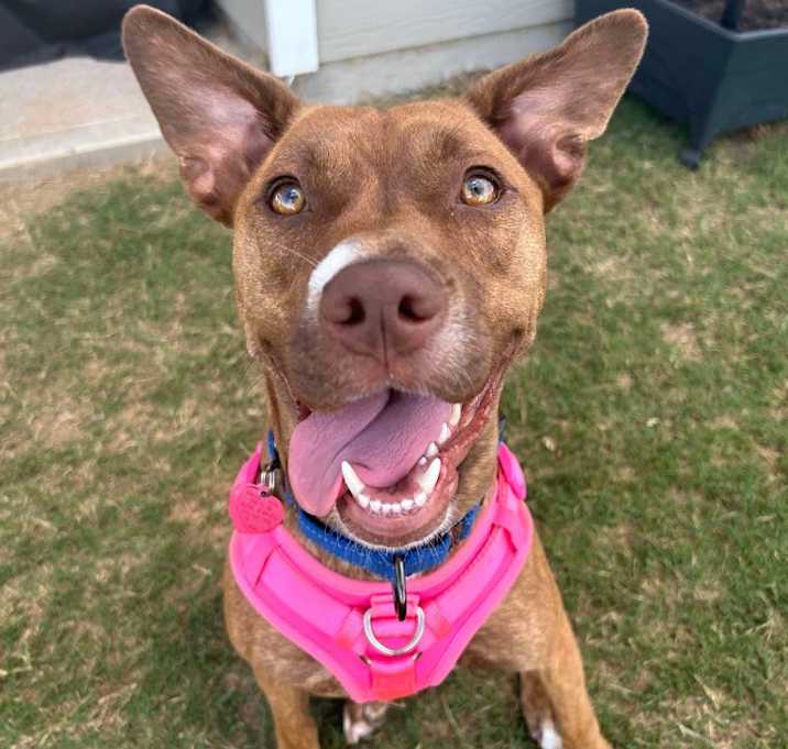 Photo of Sammy  A048199