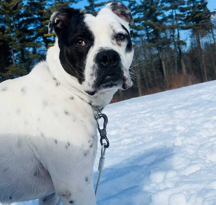 Photo of Diamond