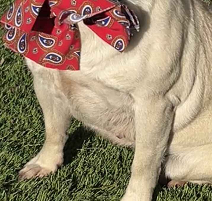Photo of Lilly
