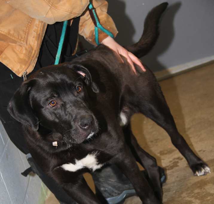 Photo of Knox fka Hagrid (Neutered)