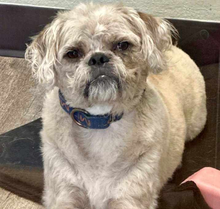Photo of Sunny