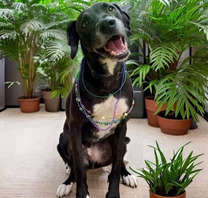Photo of Bentley