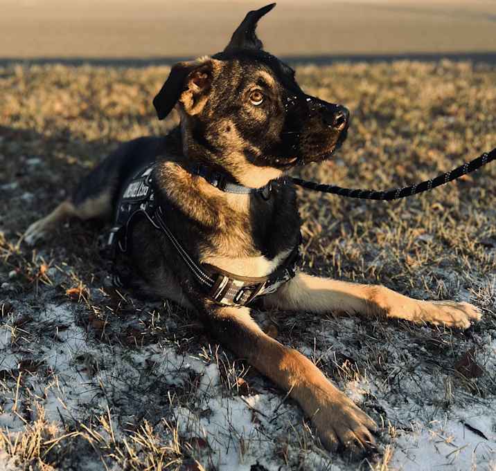 Photo of Scout