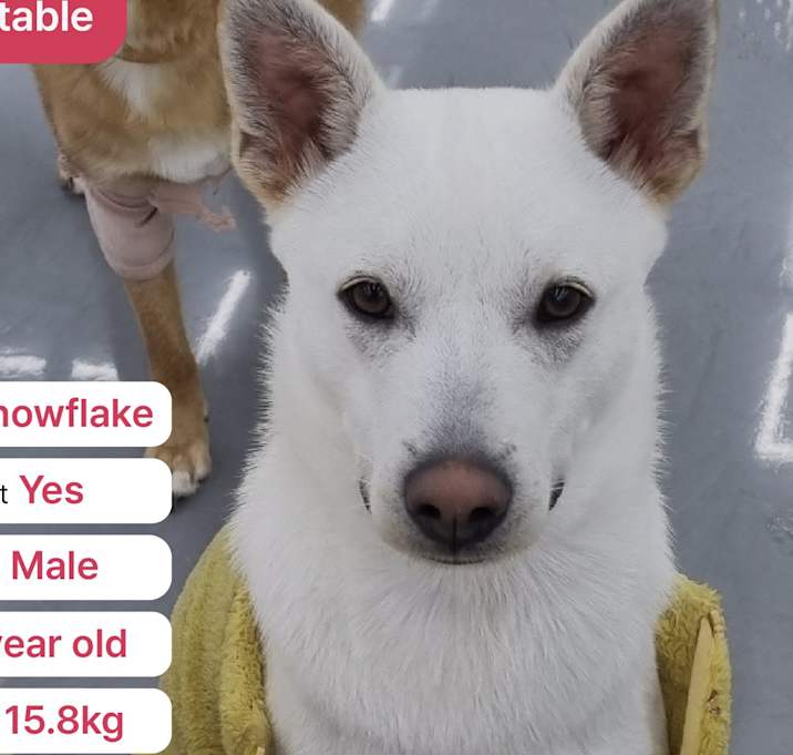 Photo of Snowflake(D)
