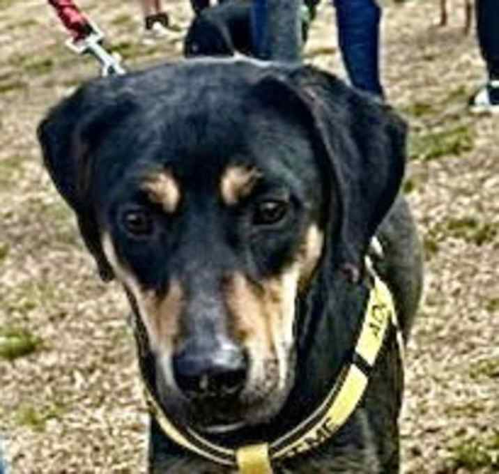 Photo of Koda
