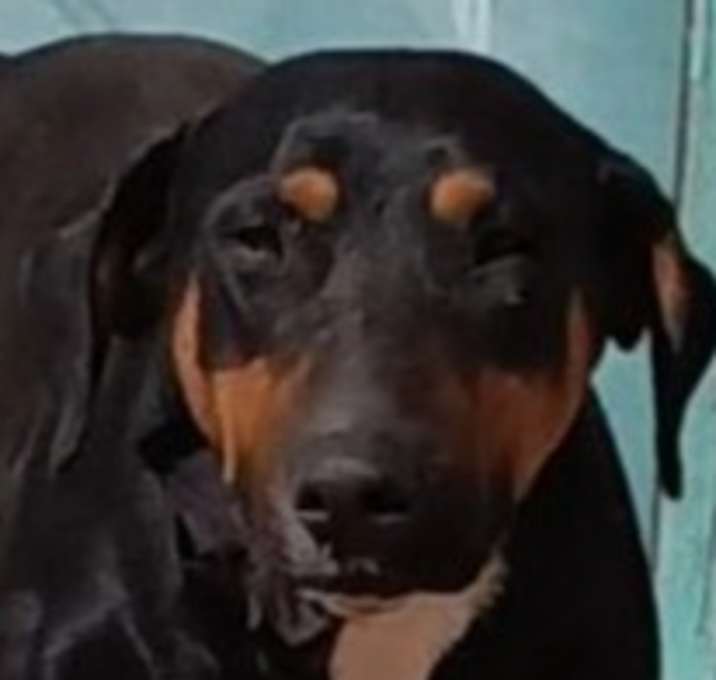 Photo of Marion's Dobie