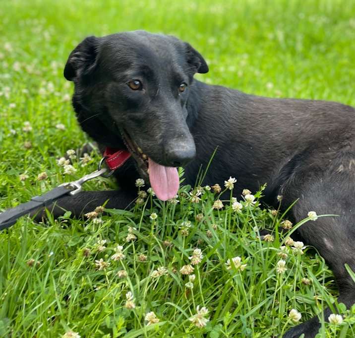 Photo of Sable