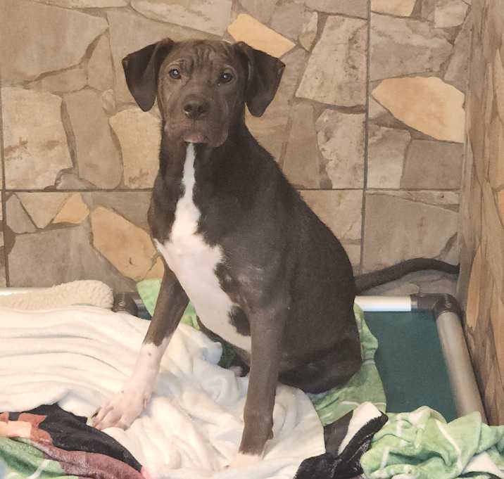 Photo of Cookie