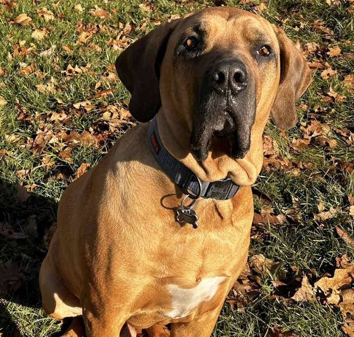 Photo of Tonka