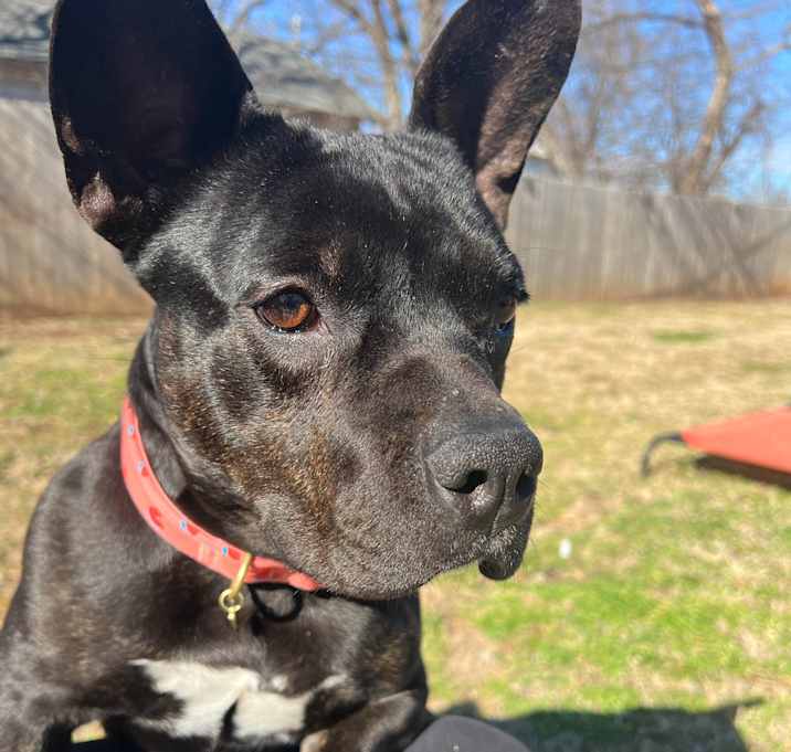 Photo of Mocha