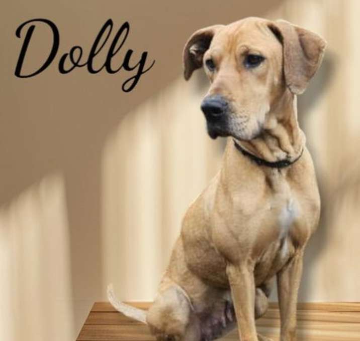 Photo of Dolly