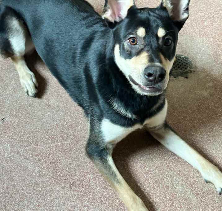 Photo of Roscoe