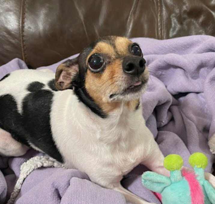 Photo of CLAIRE - ADOPTED