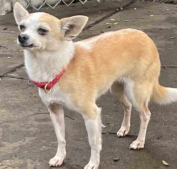 Photo of Penny
