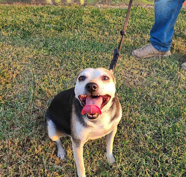 Photo of Mr. Pickles