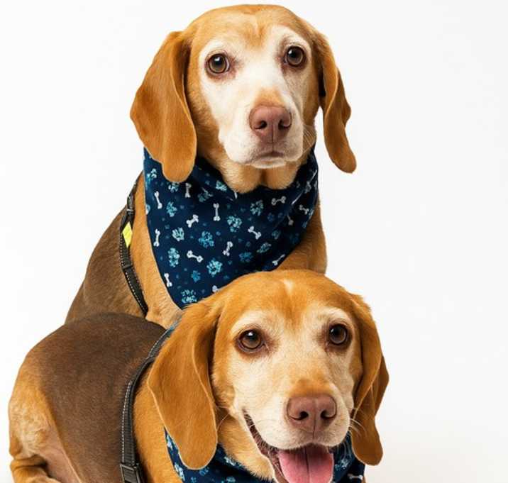 Photo of Hank (bonded with Henry)