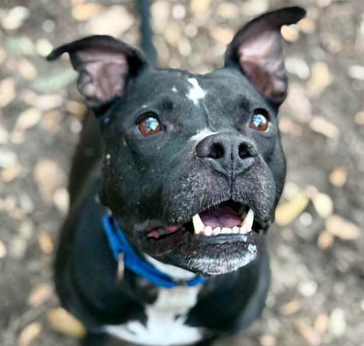 Photo of Banjo Riddle Sweet Eyes silly ears