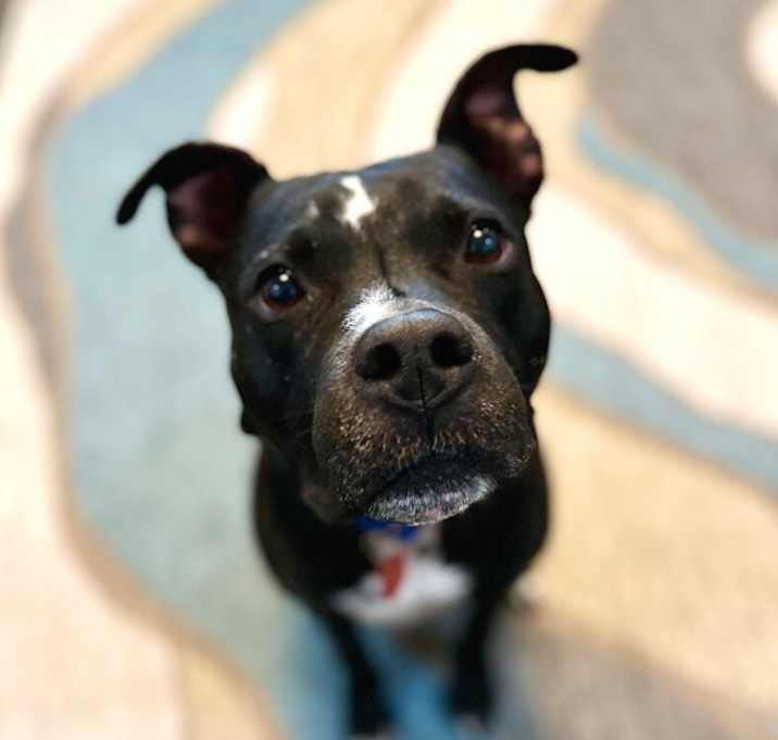 Photo of Banjo Riddle Sweet Eyes silly ears