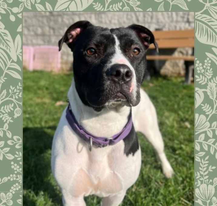 Photo of Sage