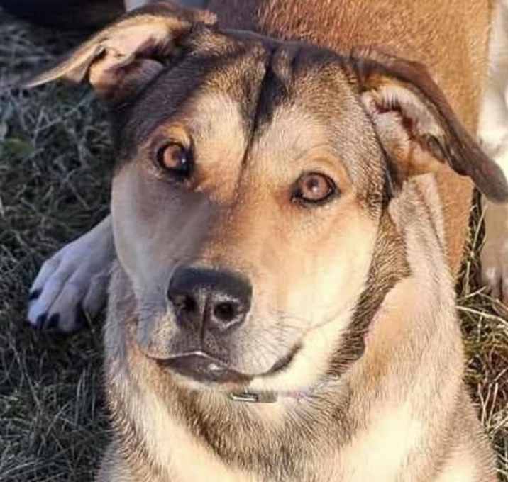 Photo of Nova