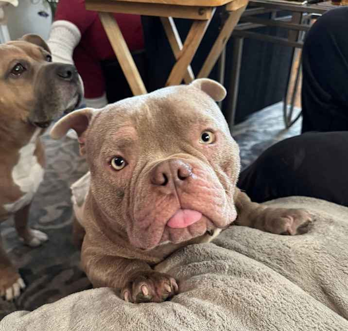 Photo of Meatball