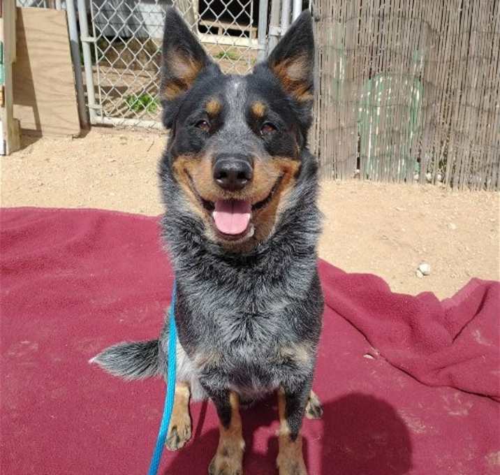 Photo of Ranger