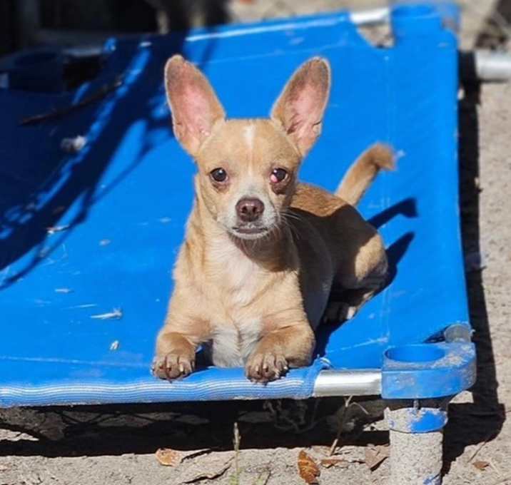 Photo of Chewy