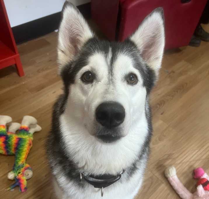 Photo of Sofi