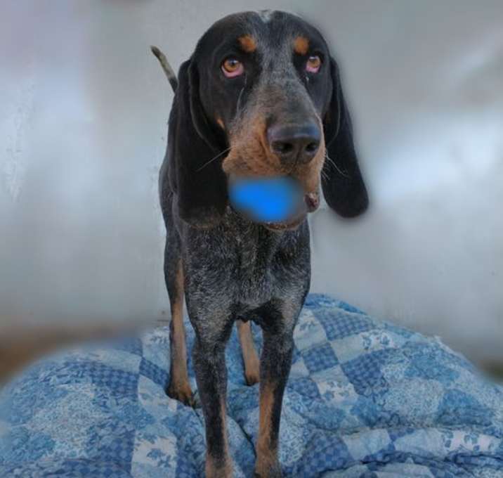 Photo of Belle & her blue ball in mouth-  **