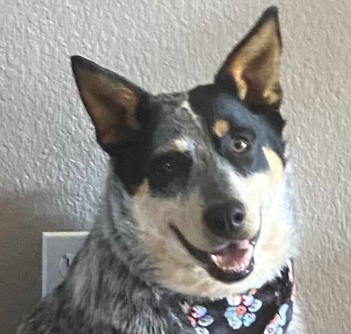 Photo of Cooper