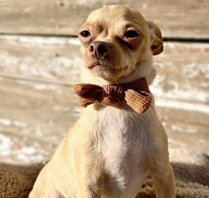 Photo of Gilligan aka Gil (Bonded to Ike and they MUST to go together)