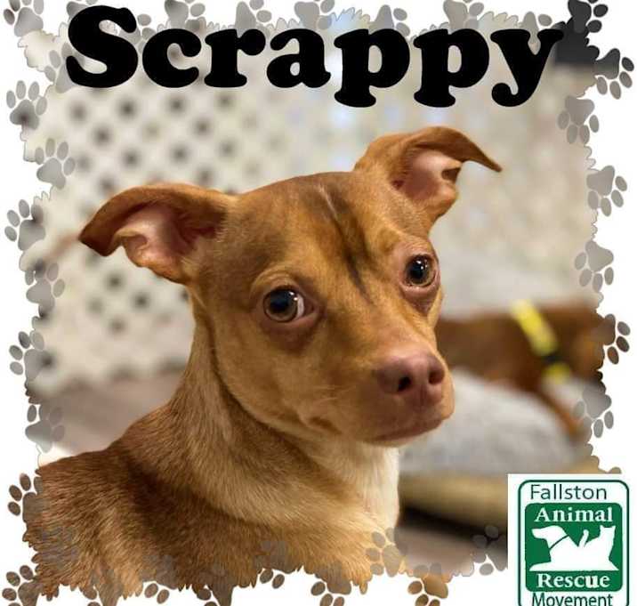 Photo of Scrappy
