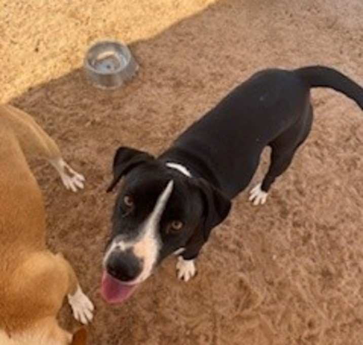 Photo of Diesel