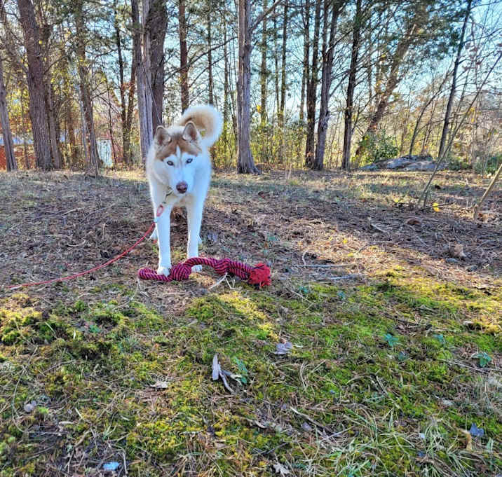 Photo of Bully