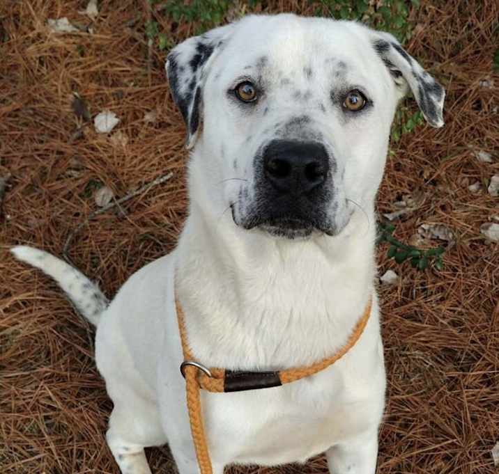 Photo of Buddy