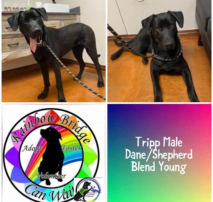Photo of Tripp