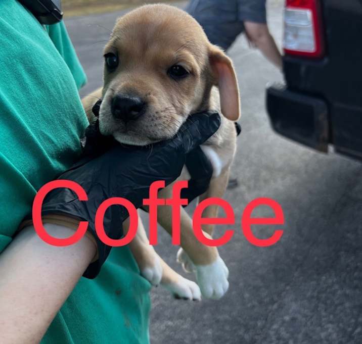 Photo of Coffee - (Gracie's pup #6)