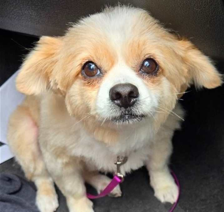 Photo of Sadie