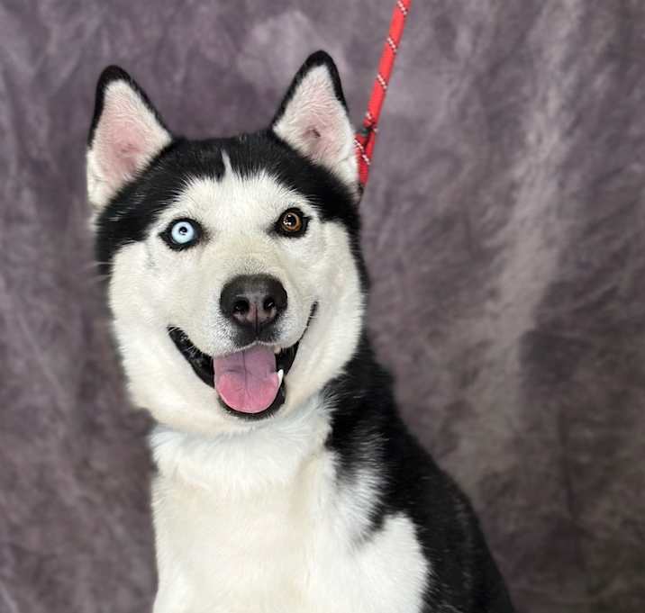 Photo of Hank