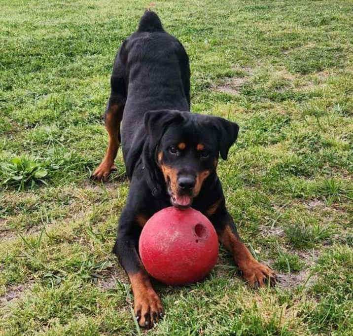 Photo of Onyx